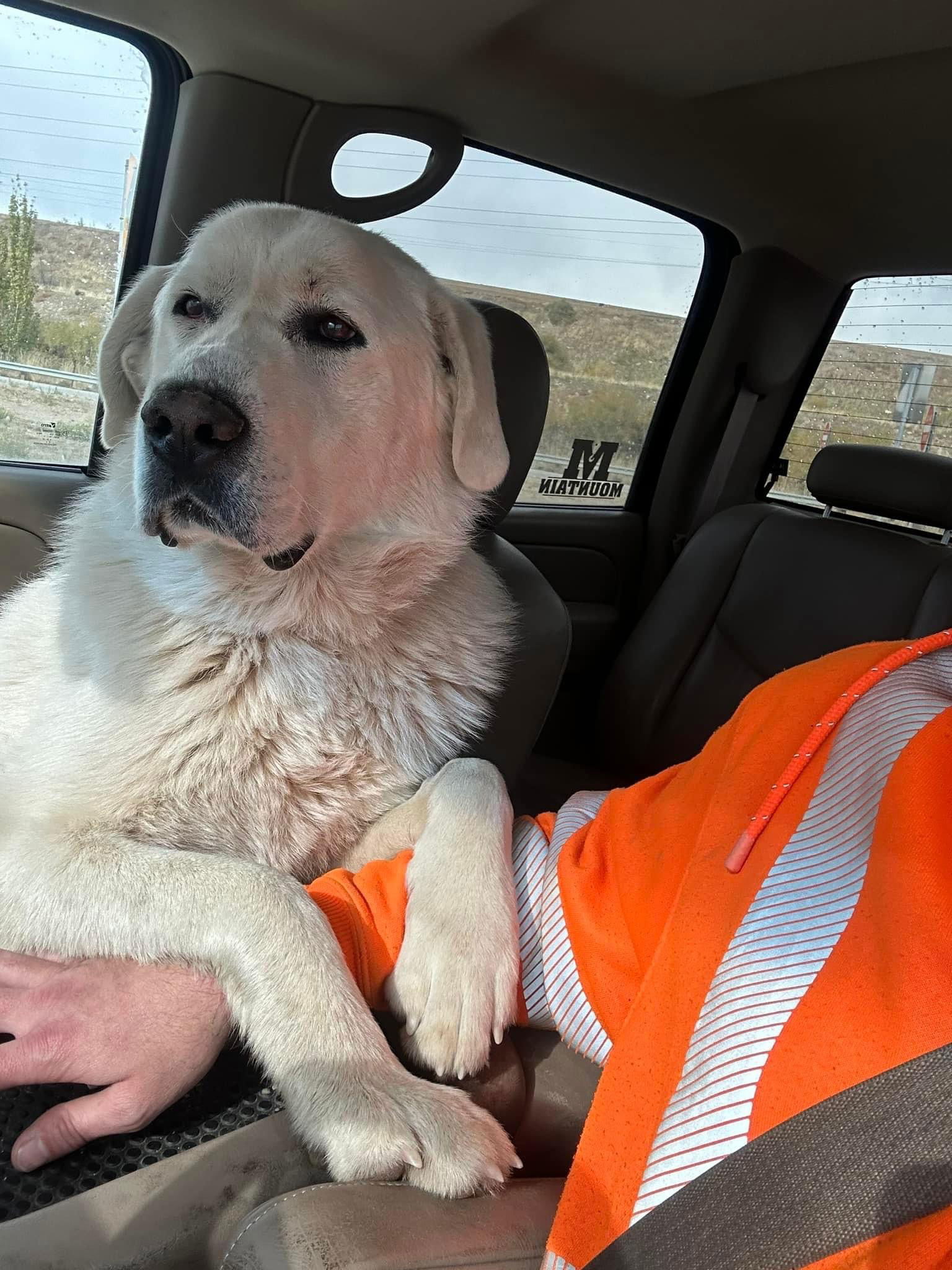 Jasper/Everest, an adoptable Great Pyrenees, Akbash in Bountiful, UT, 84010 | Photo Image 1