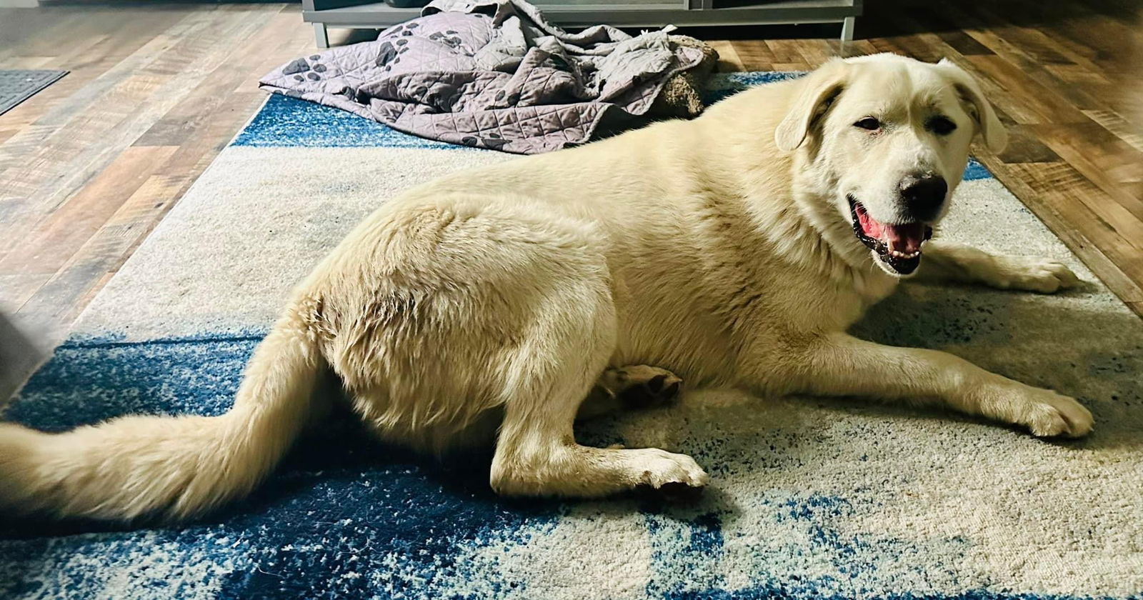Jasper/Everest, an adoptable Great Pyrenees, Akbash in Bountiful, UT, 84010 | Photo Image 2