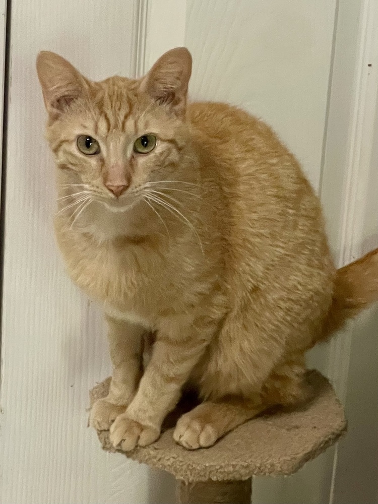 Garfield