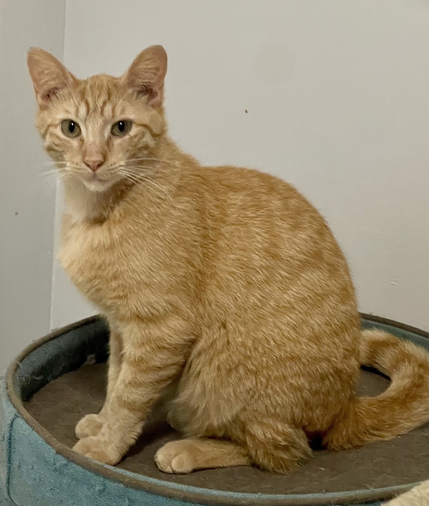 Garfield
