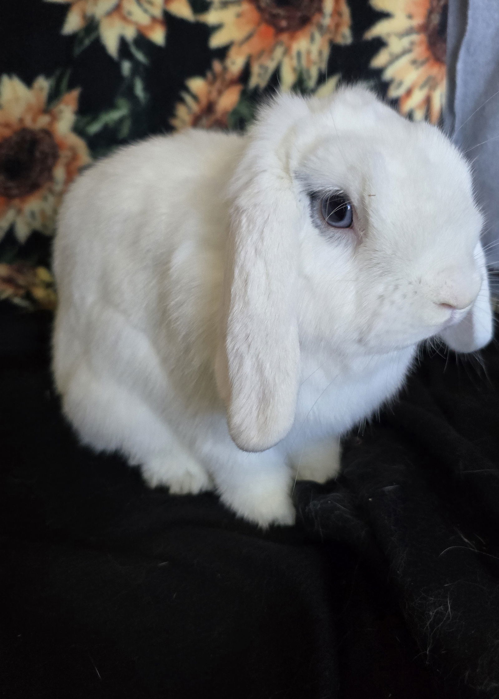 Cocoa