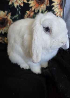Cocoa, Adult Female Mini Lop