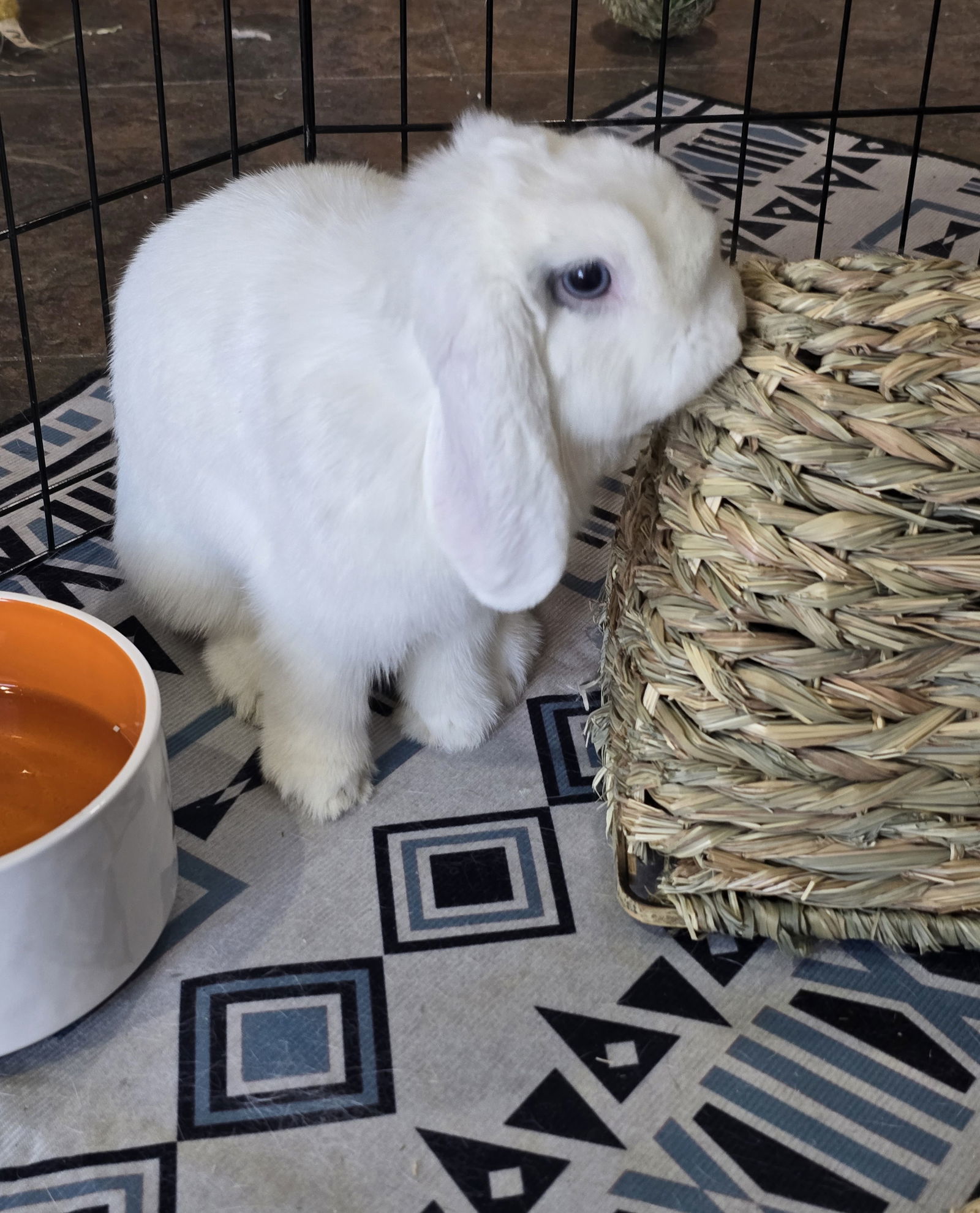 Cocoa
