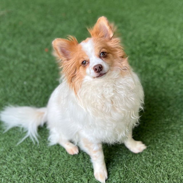 Hank, an adoptable Papillon in Burlingame, CA, 94010 | Photo Image 2