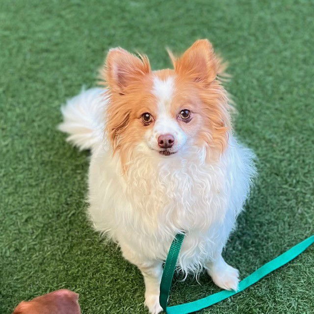 Hank, an adoptable Papillon in Burlingame, CA, 94010 | Photo Image 3