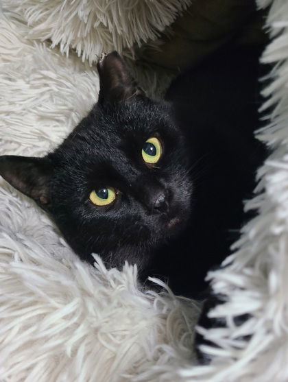 6612 (Paul), an adoptable Domestic Short Hair in Lake City, MI, 49651 | Photo Image 1