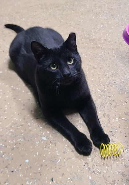 6612 (Paul), an adoptable Domestic Short Hair in Lake City, MI, 49651 | Photo Image 1