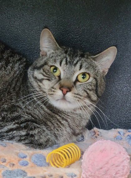 6605 (Laron), an adoptable Domestic Short Hair in Lake City, MI, 49651 | Photo Image 1