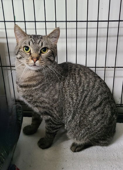 6605 (Laron), an adoptable Domestic Short Hair in Lake City, MI, 49651 | Photo Image 1