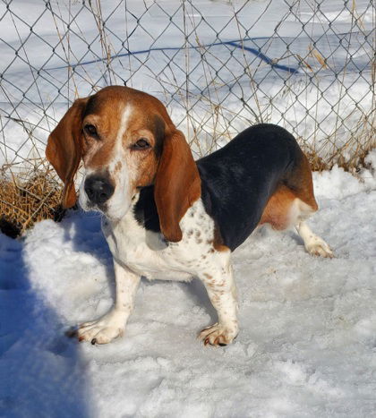 Maggie (6599), an adoptable Basset Hound in Lake City, MI, 49651 | Photo Image 1