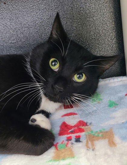 6606 (LC), an adoptable Domestic Short Hair in Lake City, MI, 49651 | Photo Image 1