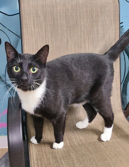6606 (LC), an adoptable Domestic Short Hair in Lake City, MI, 49651 | Photo Image 1