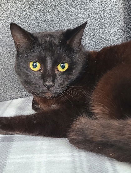 6604 (Jimmy John), an adoptable Domestic Short Hair in Lake City, MI, 49651 | Photo Image 1