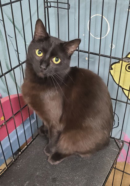 6604 (Jimmy John), an adoptable Domestic Short Hair in Lake City, MI, 49651 | Photo Image 1