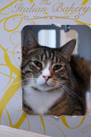 Major Tom, Young Male Domestic Medium Hair