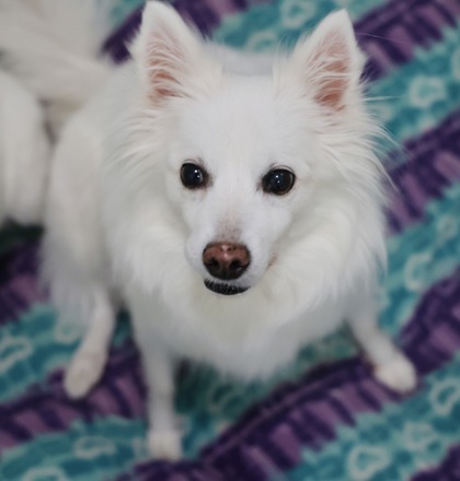 Nala