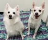 Nala photo 2