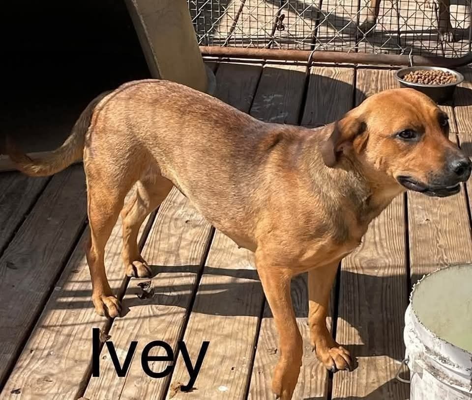 Ivey