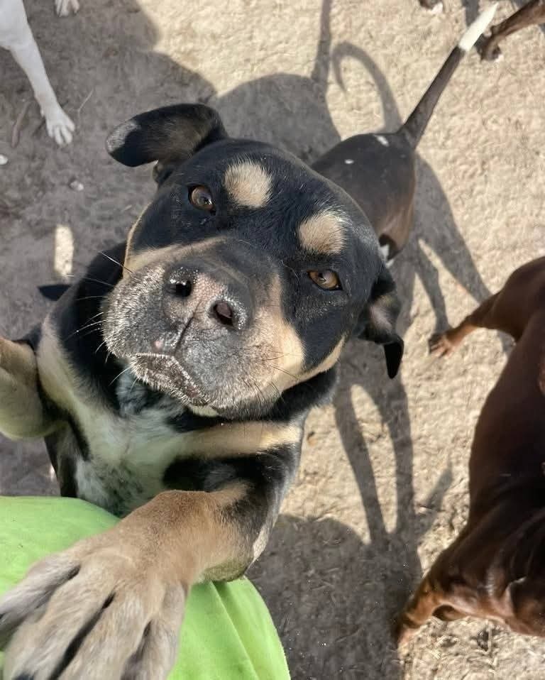 Toot aka Tootles