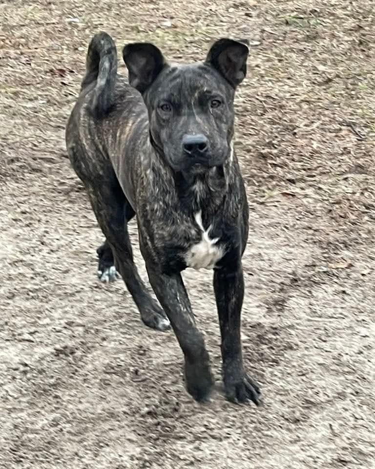 Brody, an adoptable Whippet in Marianna, FL, 32448 | Photo Image 1