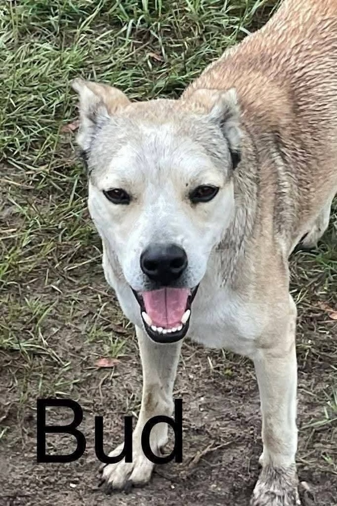 Bud