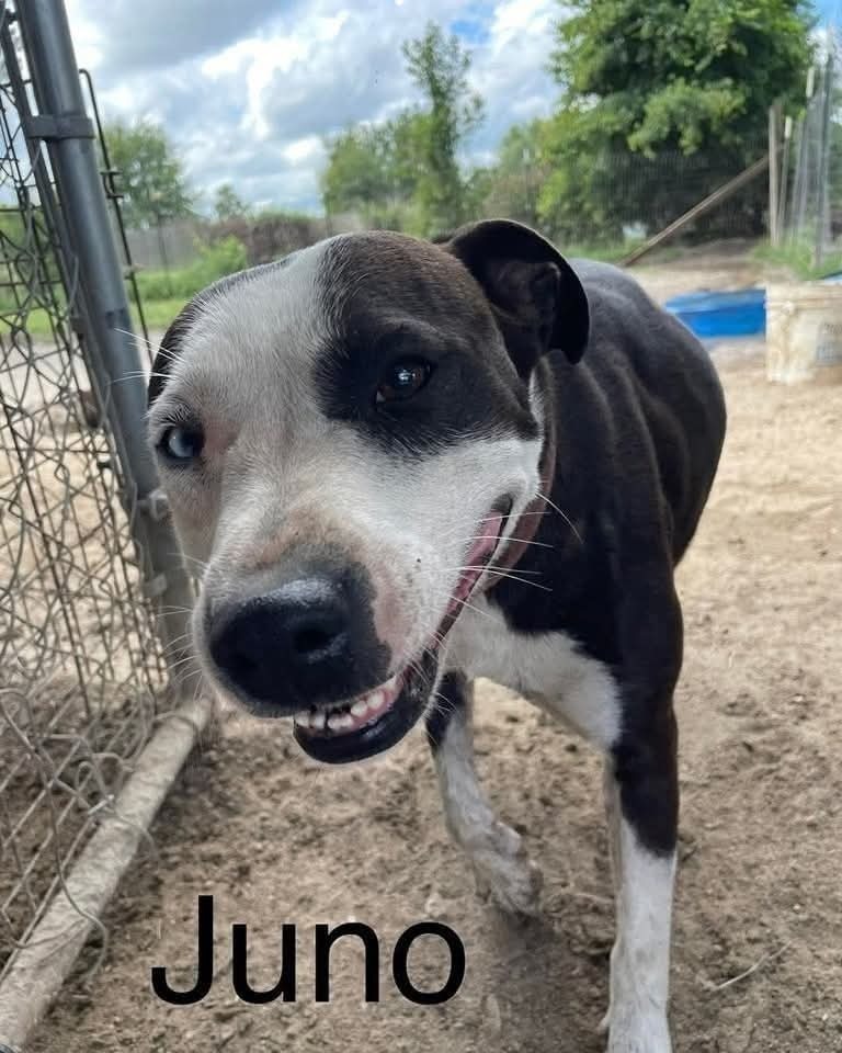 Juno
