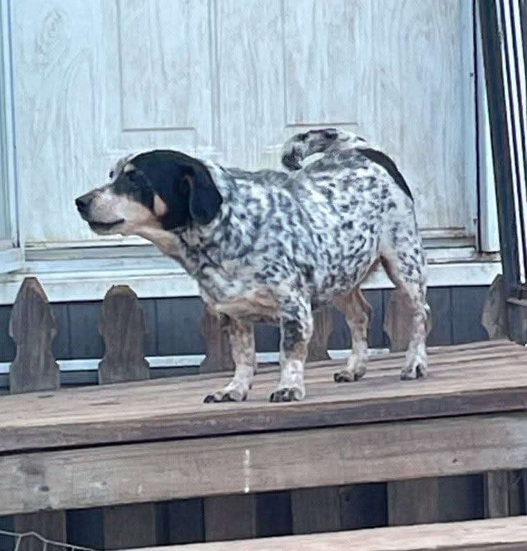 Nellie