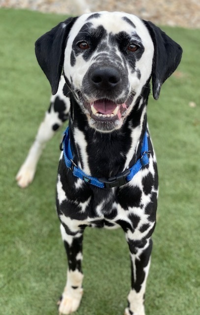 Milo