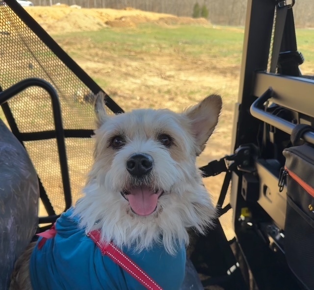 Gizmo Cade