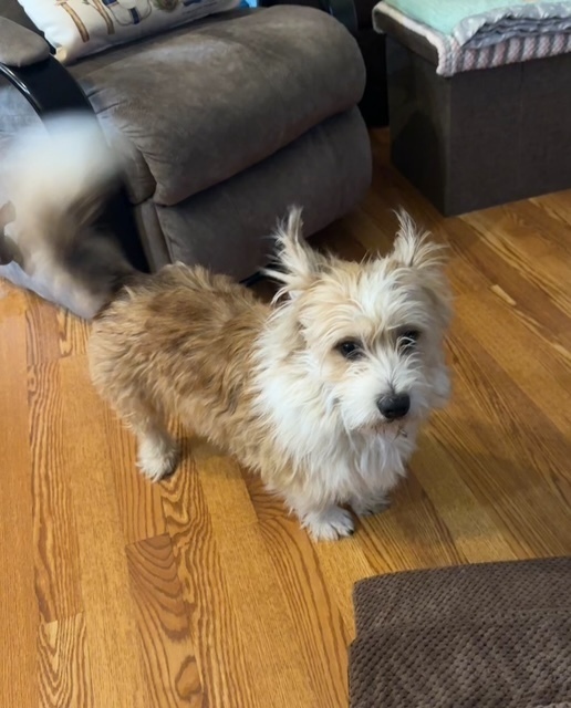 Gizmo Cade