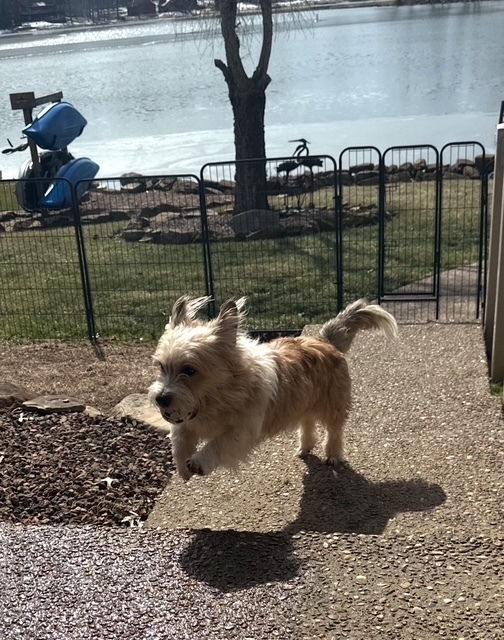 Gizmo Cade