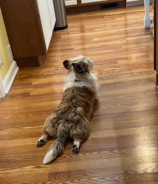Gizmo Cade