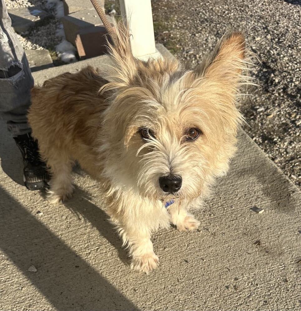 Gizmo Cade