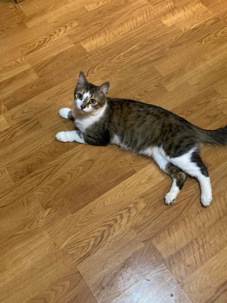 Nora, an adoptable Domestic Medium Hair in Grand Rapids, MN, 55744 | Photo Image 1