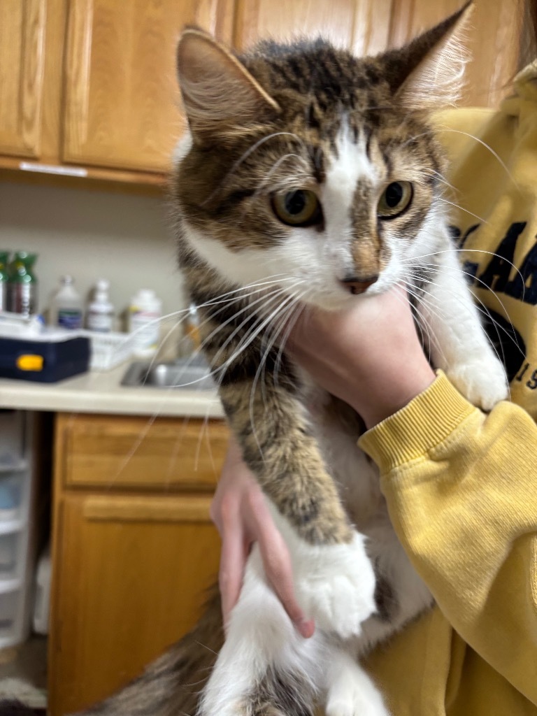 Nora, an adoptable Domestic Medium Hair in Grand Rapids, MN, 55744 | Photo Image 2