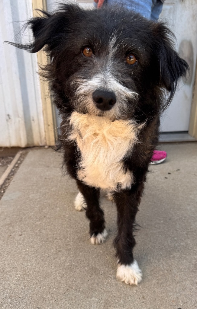 Jude, an adoptable Terrier in Hastings, NE, 68901 | Photo Image 1
