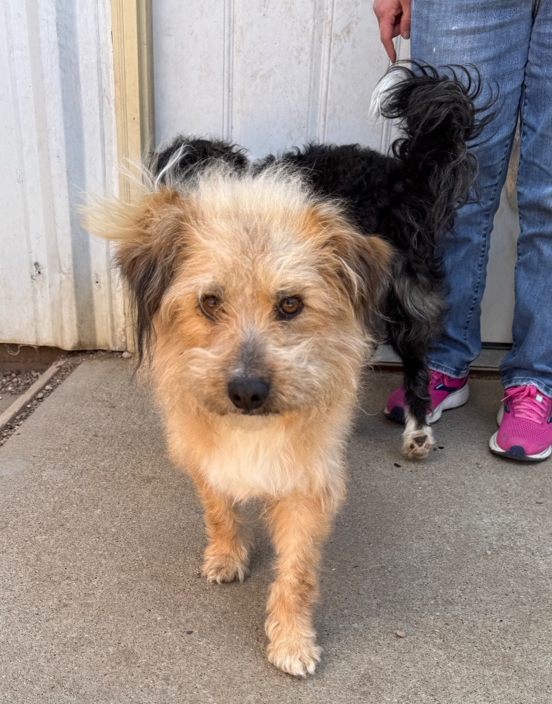 Beck, an adoptable Terrier in Hastings, NE, 68901 | Photo Image 1