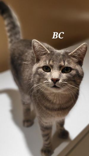 BC, Young Male Domestic Short Hair
