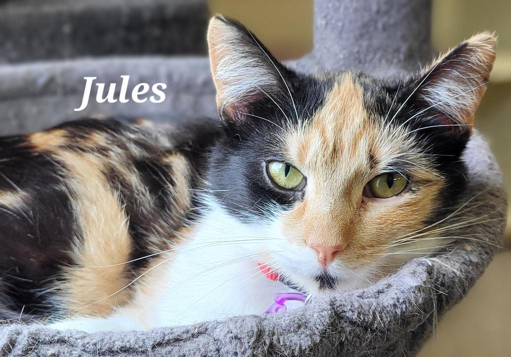 Jules