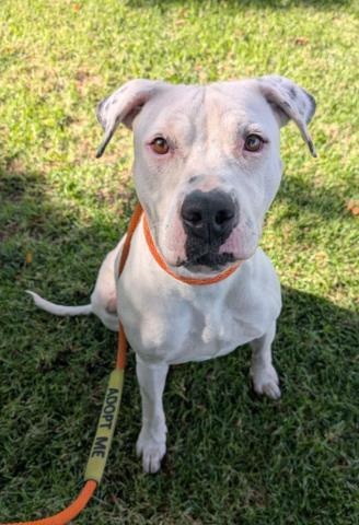 CUPCAKE- IN FOSTER