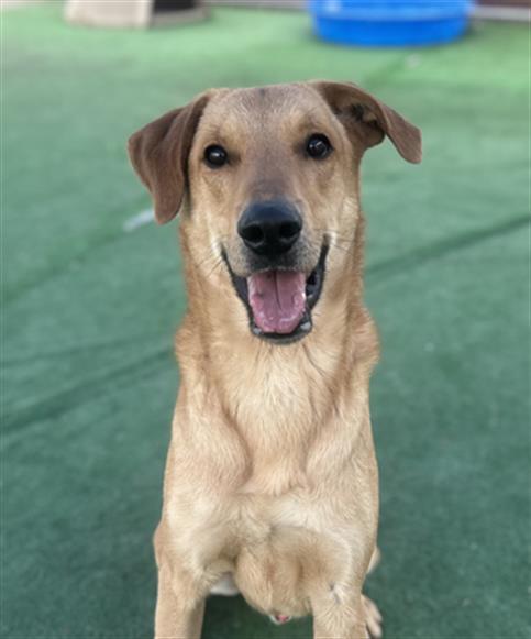 KOKO- IN FOSTER