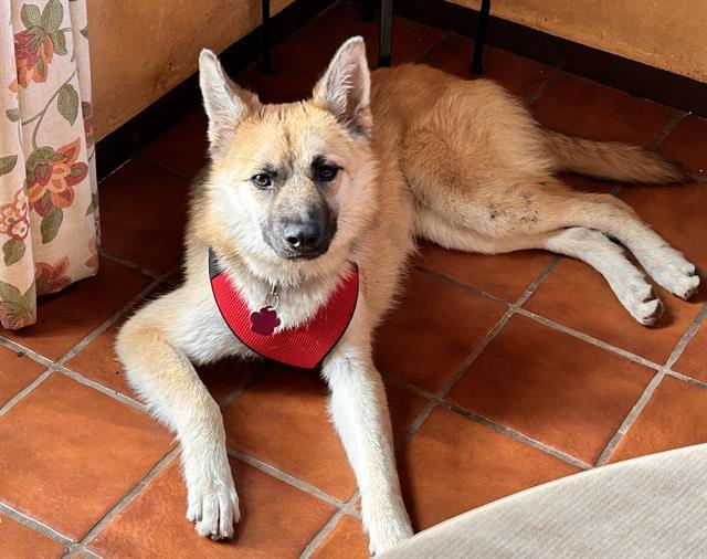 SPRITE- IN FOSTER