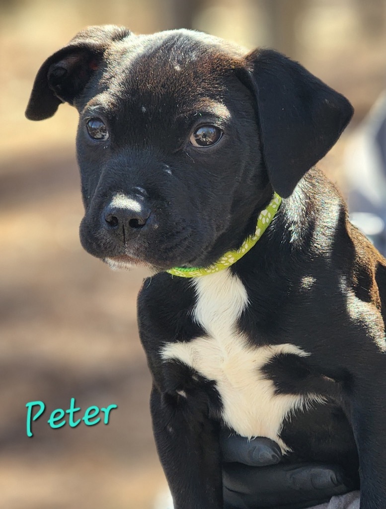 Peter