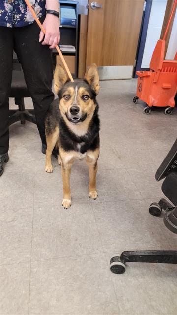 ROCKET, an adoptable Labrador Retriever, German Shepherd Dog in Casper, WY, 82601 | Photo Image 1