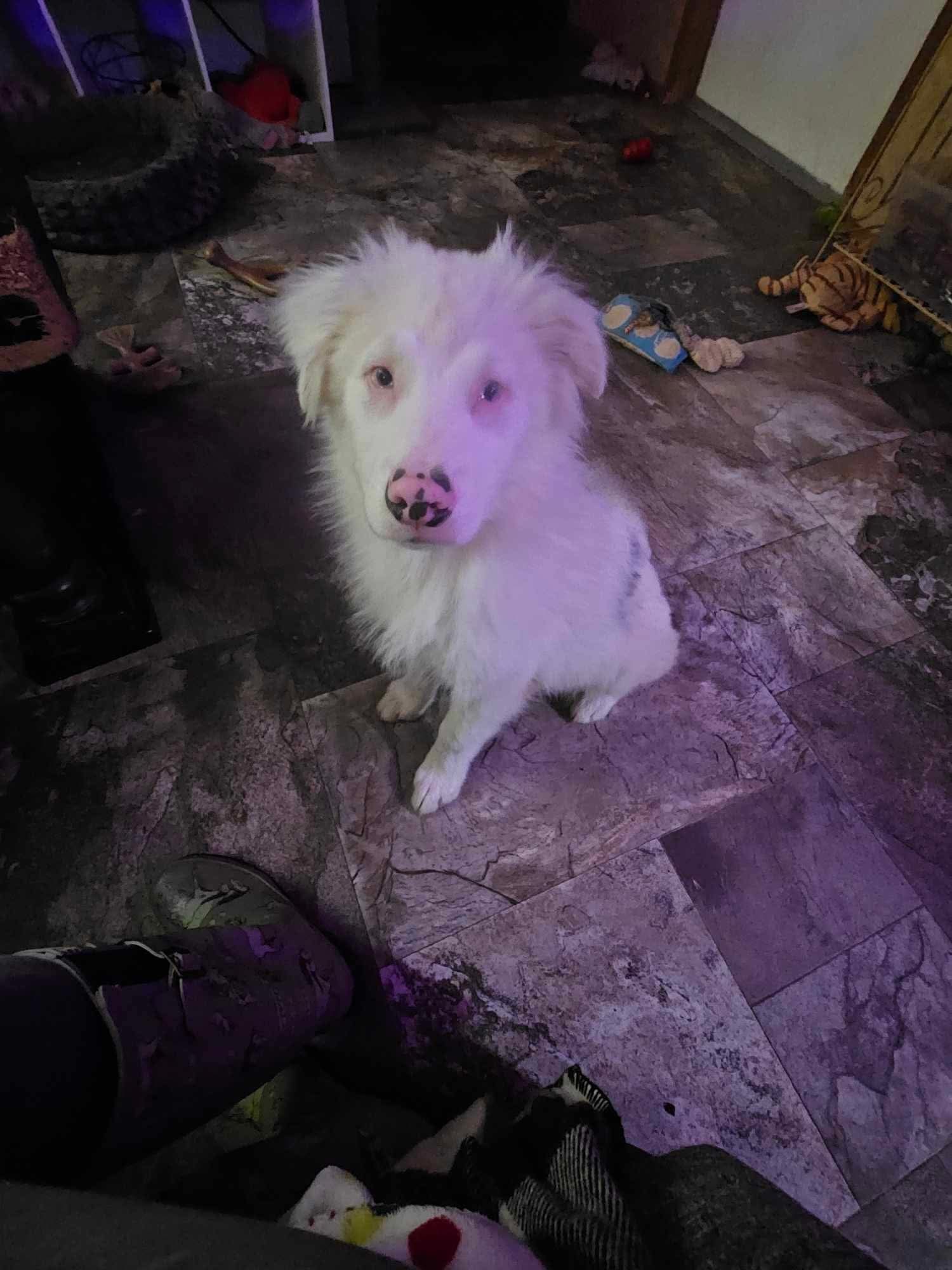 Ghost Cosmo