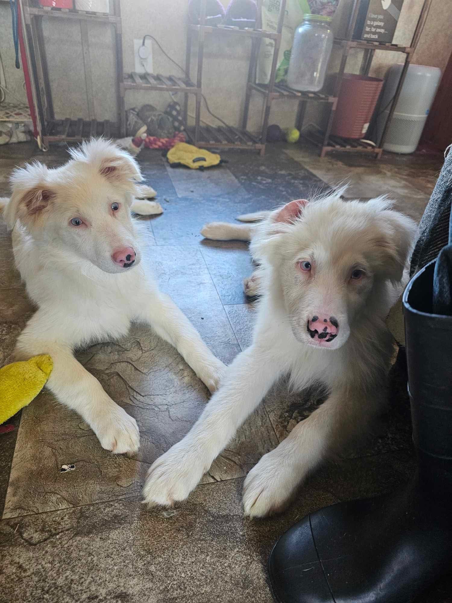 Ghost Cosmo