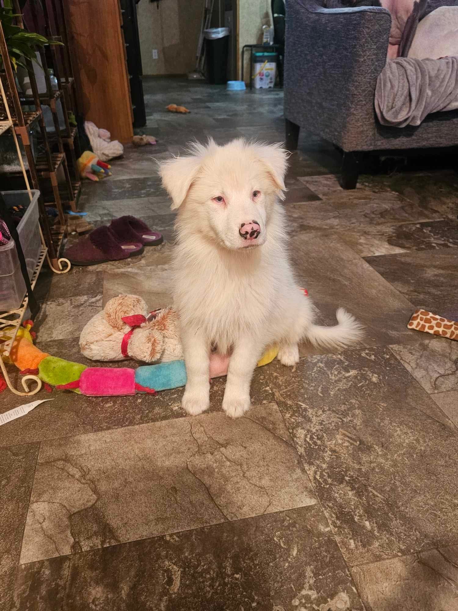 Ghost Cosmo