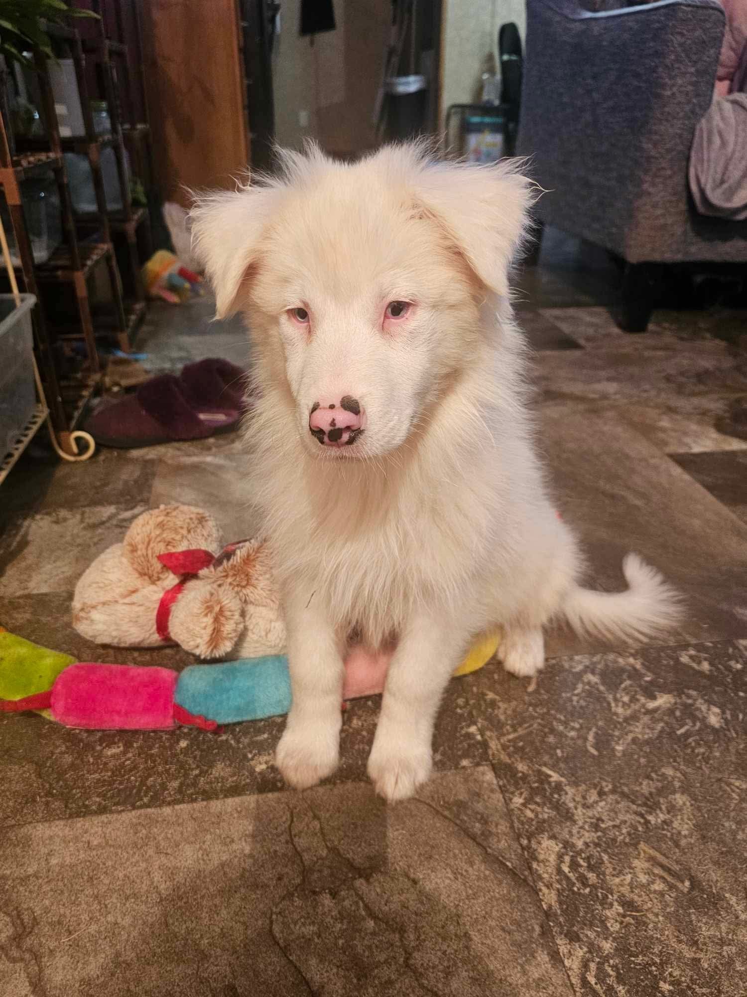 Ghost Cosmo