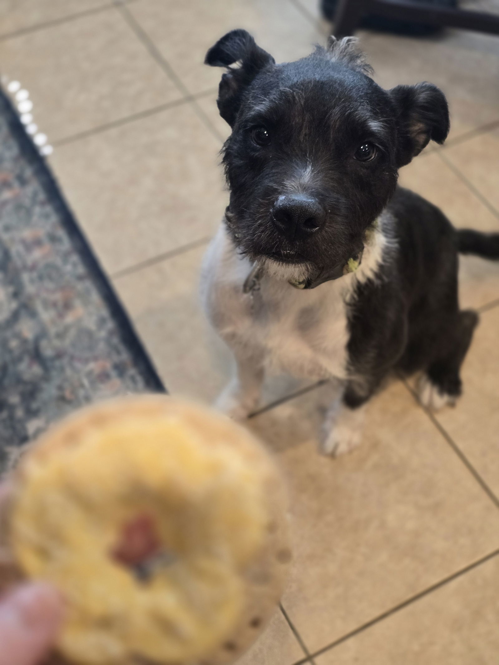 Sirius Black (Cutter), an adoptable American Staffordshire Terrier, Schnauzer in Rosenberg, TX, 77471 | Photo Image 1