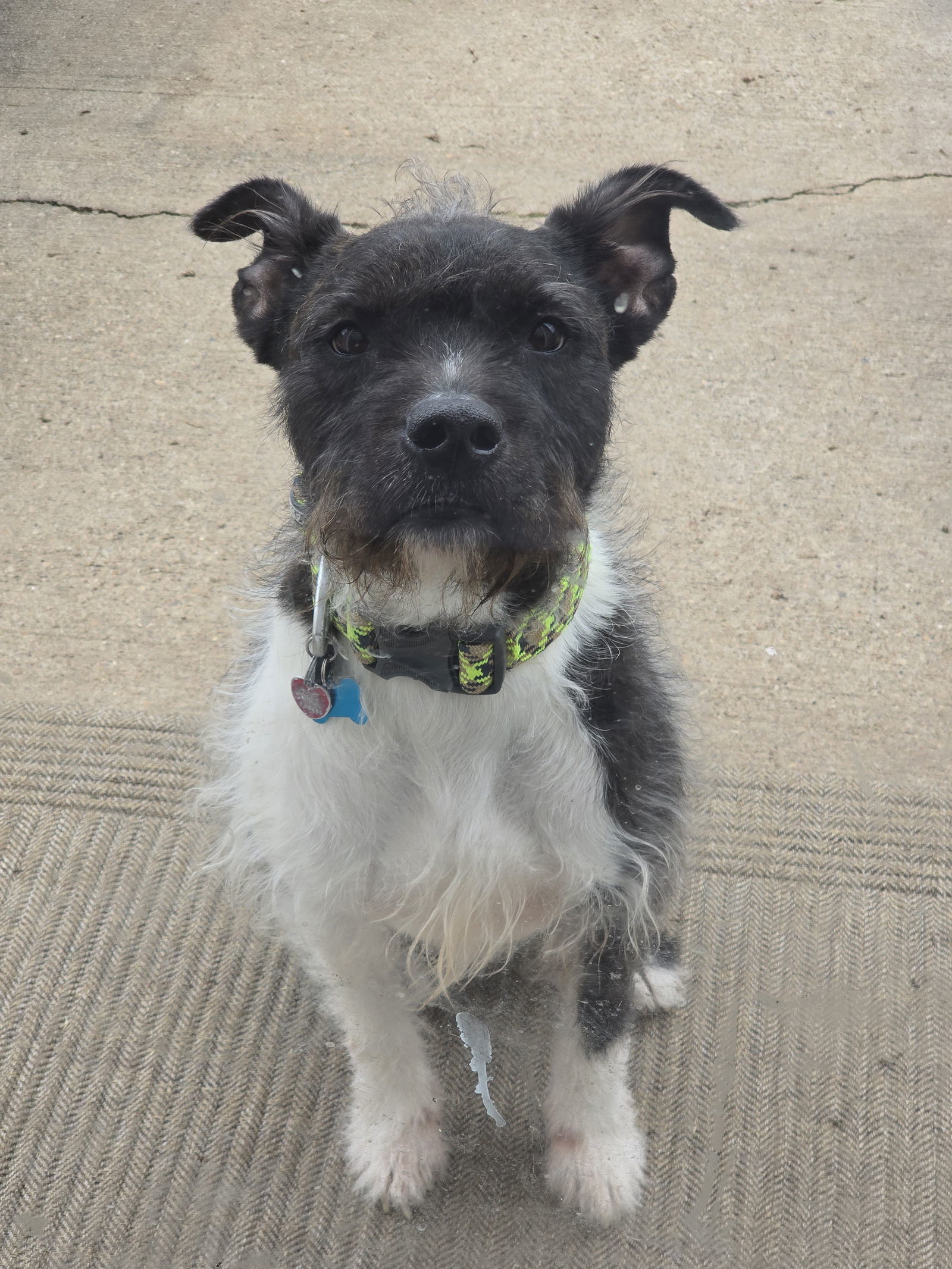 Sirius Black, an adoptable American Staffordshire Terrier, Schnauzer in Rosenberg, TX, 77471 | Photo Image 2